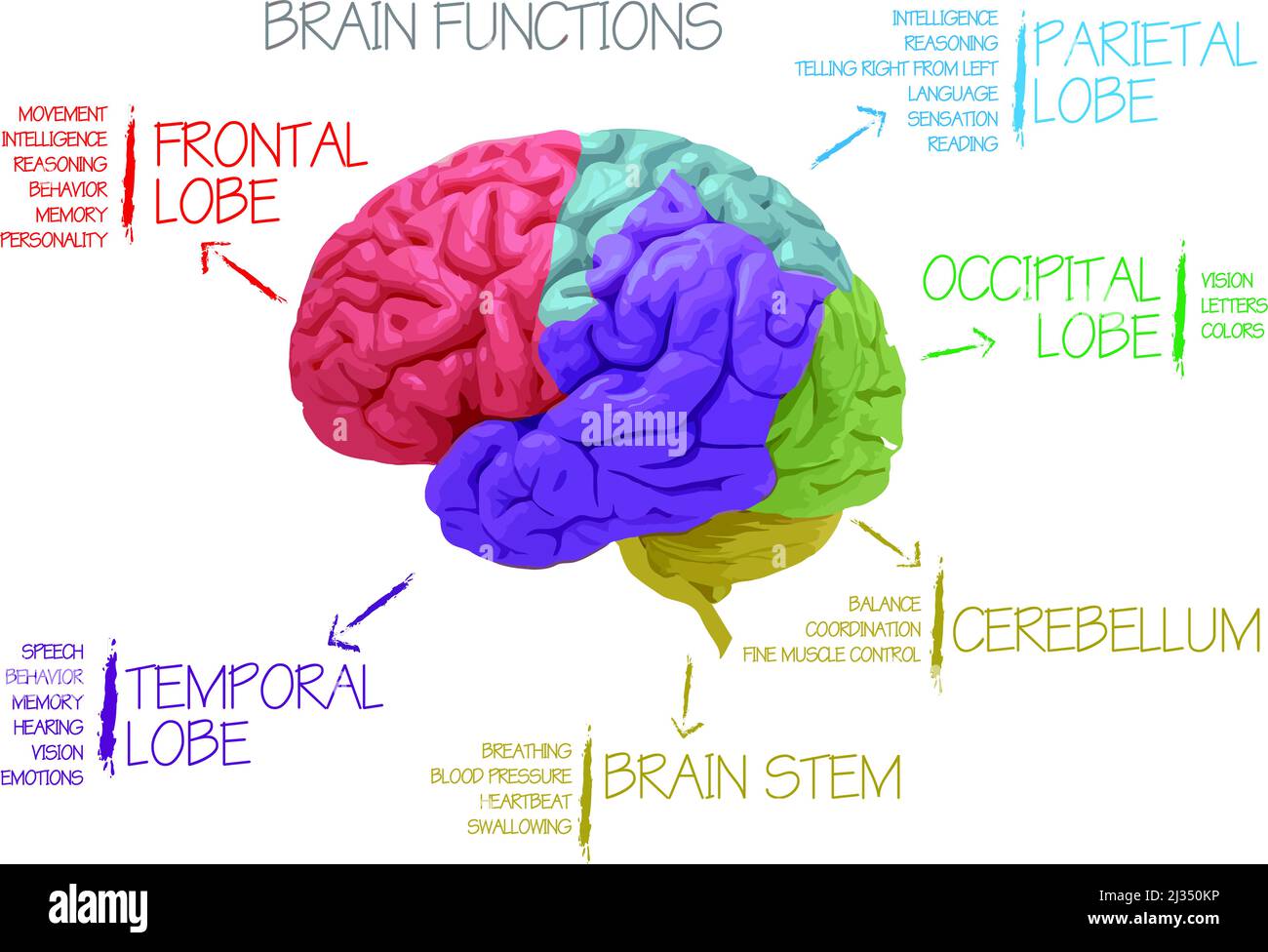 Brain function diagram hi-res stock photography and images - Alamy
