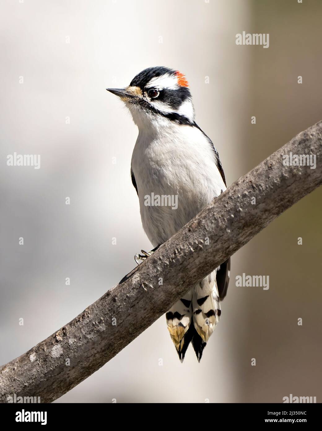 Downy Woodpecker male on a branch with a blur background in its environment and habitat surrounding displaying white and black feather plumage wings. Stock Photo