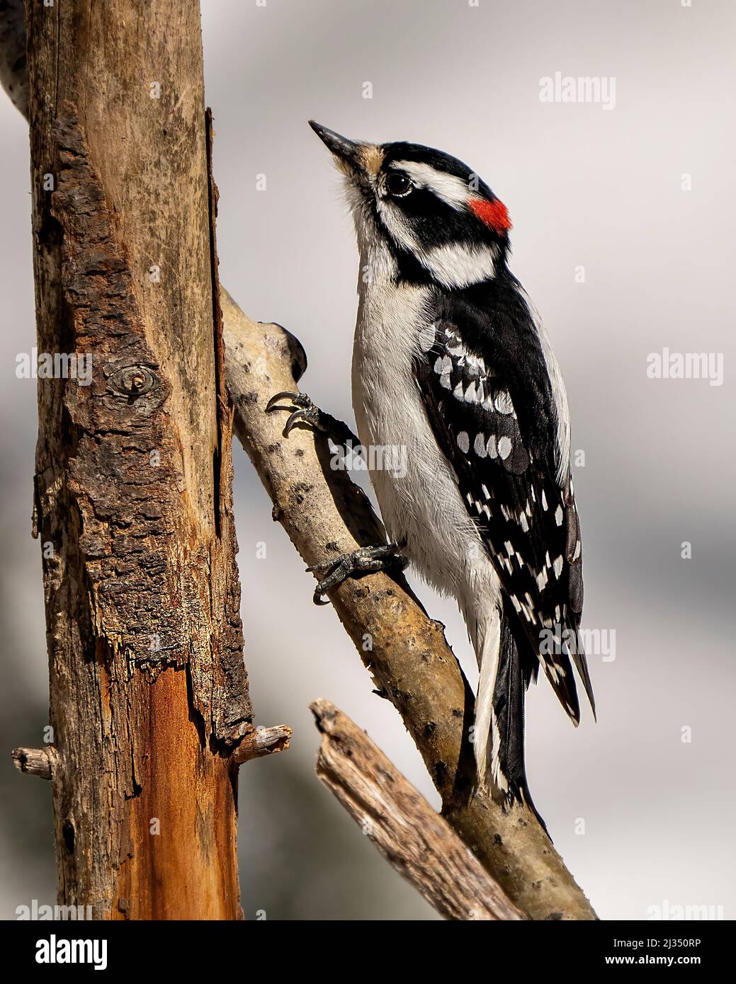 Downy Woodpecker male on a tree branch with a blur background in its environment and habitat surrounding displaying white and black feather plumage. Stock Photo