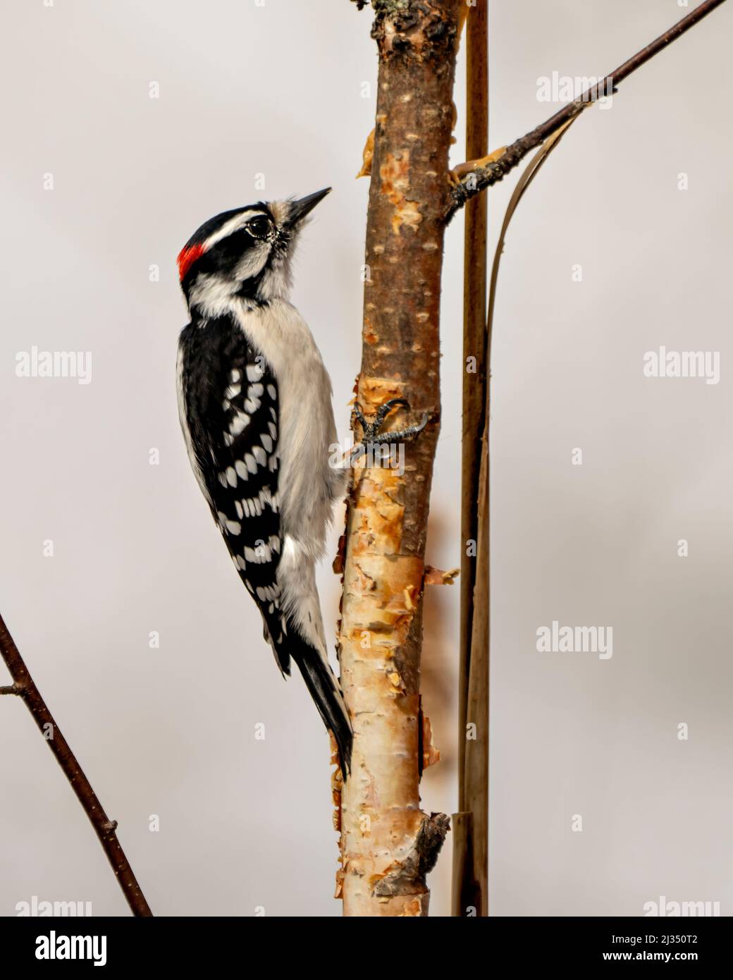 Woodpecker male on a branch with a blur white background in its environment and habitat surrounding displaying white and black feather plumage wings. Stock Photo