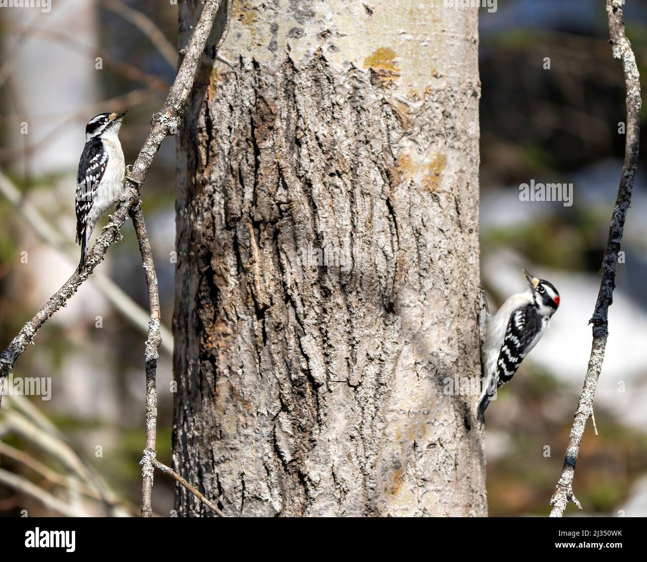 Downy Woodpecker couple on a tree trunk with a blur background in their environment and habitat surrounding displaying white and black feather plumage Stock Photo