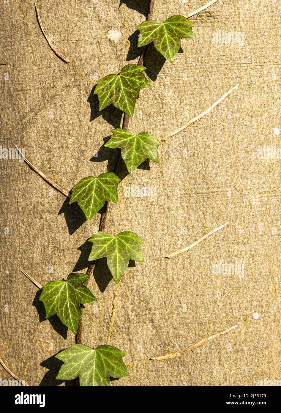 young hedera twigs climbing at tree trunk Stock Photo