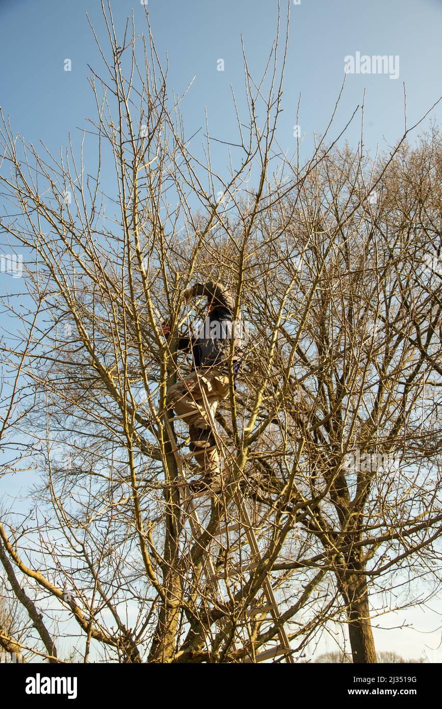 trimming fruit trees in Gelderland, Holland Stock Photo