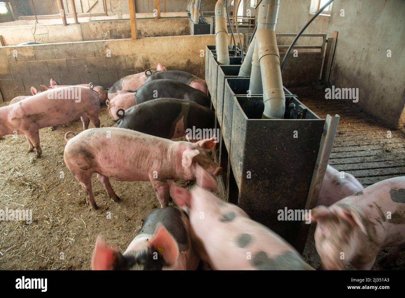 pigs at biological farm in Gelderland, Holland Stock Photo - Alamy