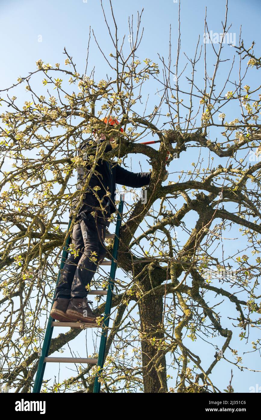 trimming fruit trees in Gelderland, Holland Stock Photo