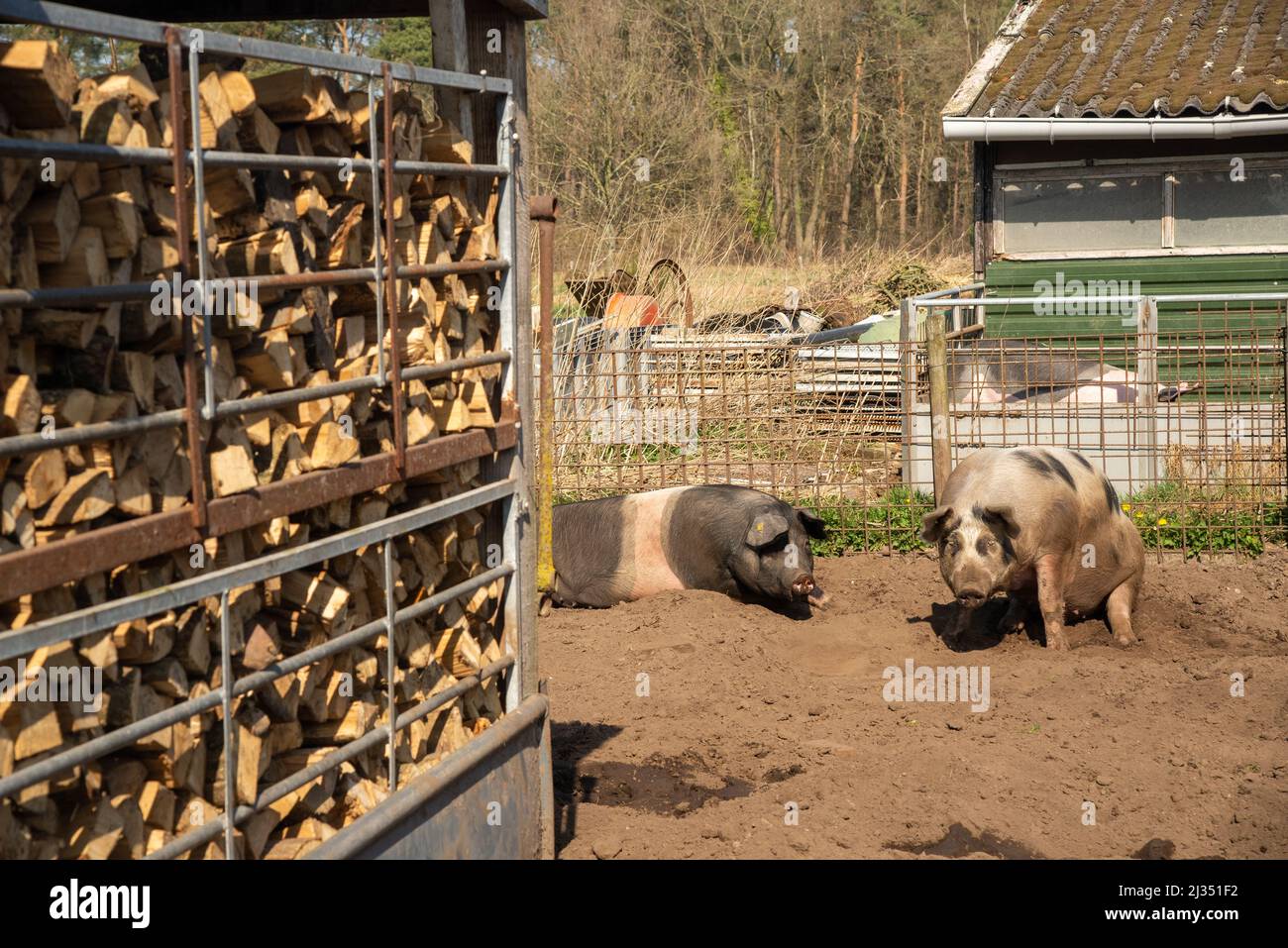 pigs at biological farm in Gelderland, Holland Stock Photo