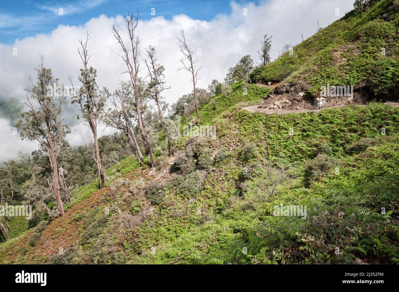 Slope and trees of the Ijen volcano, Java Island, Indonesia Stock Photo