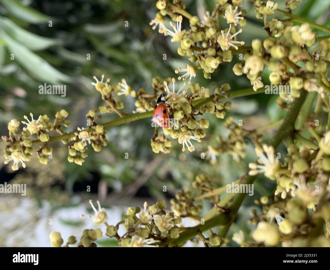 Longan bird hi-res stock photography and images - Alamy