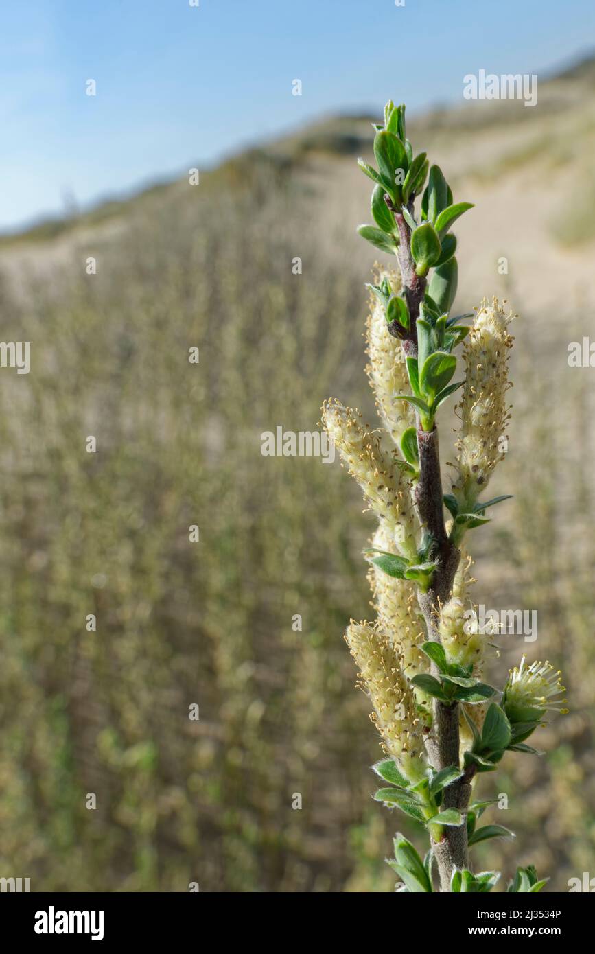 Creeping willow (Salix repens) with male catkins flowering on coastal sand dunes, Merthyr Mawr Warren NNR, Glamorgan, Wales, UK, April. Stock Photo