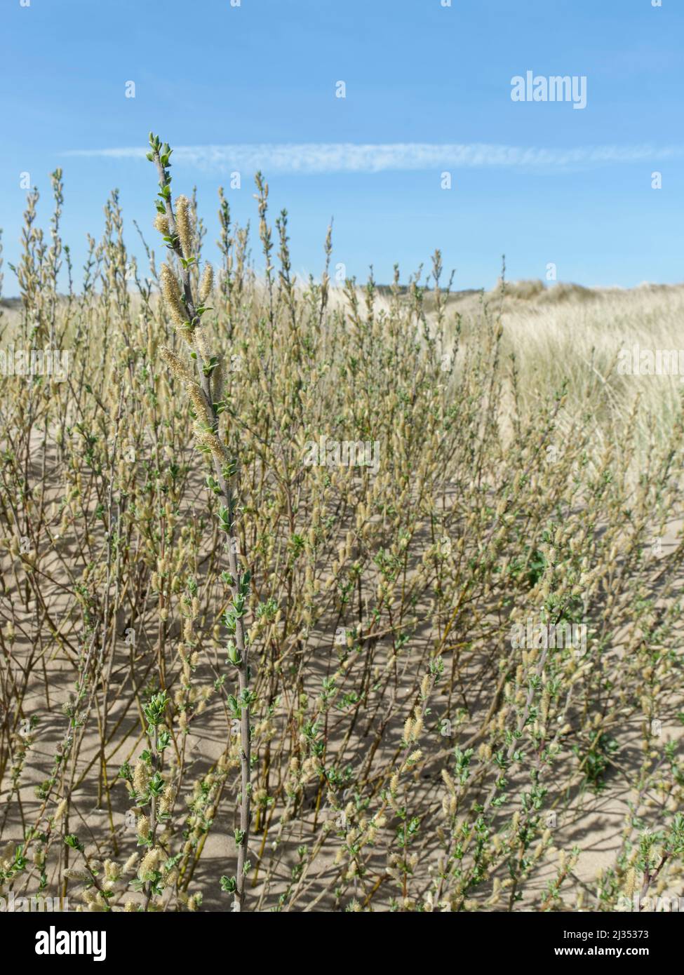 Creeping willow (Salix repens) dense stand flowering on coastal sand dunes, Merthyr Mawr Warren NNR, Glamorgan, Wales, UK, April. Stock Photo