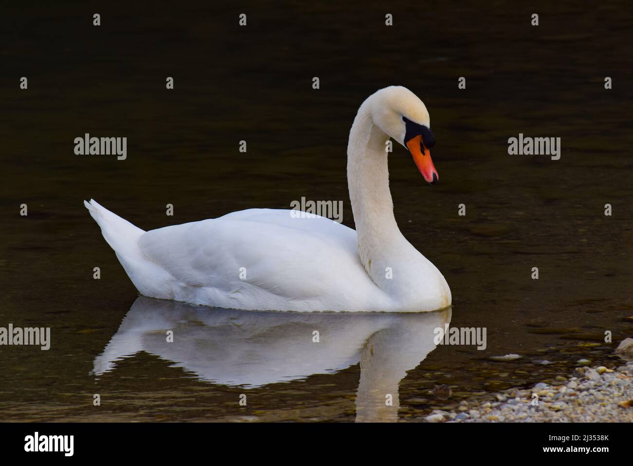 A white swan swimming in a lake Stock Photo - Alamy