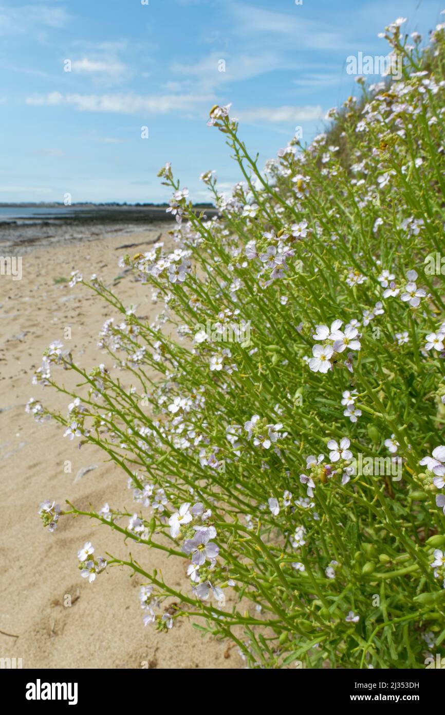 Sea rocket (Cakile maritima) clump flowering high on a sea shore, Merthyr Mawr NNR, Glamorgan, Wales, UK, July. Stock Photo
