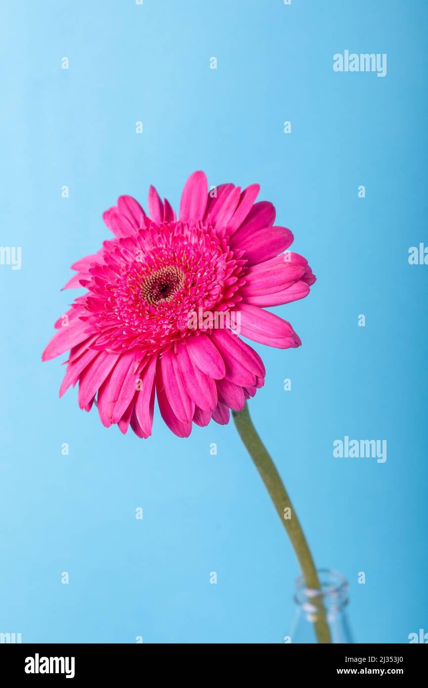 Decorative Bright Gerbera Flower On A Blue Background For Cards And Congratulations On The Holiday Stock Photo Alamy