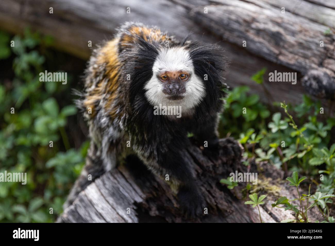 A white-headed marmoset sitting on a fallen tree trunk and looking up into the camera Stock Photo