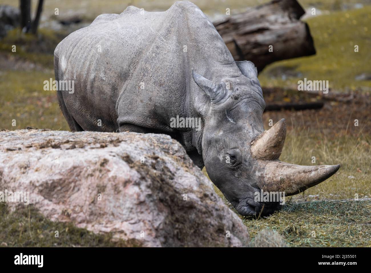 An old white rhinoceros grazing behind a boulder Stock Photo