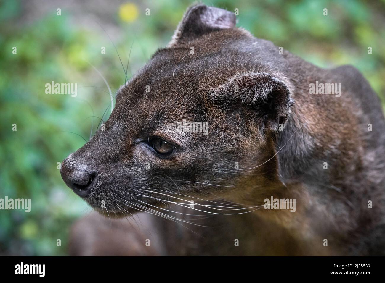Close up portrait of the head of a fossa Stock Photo