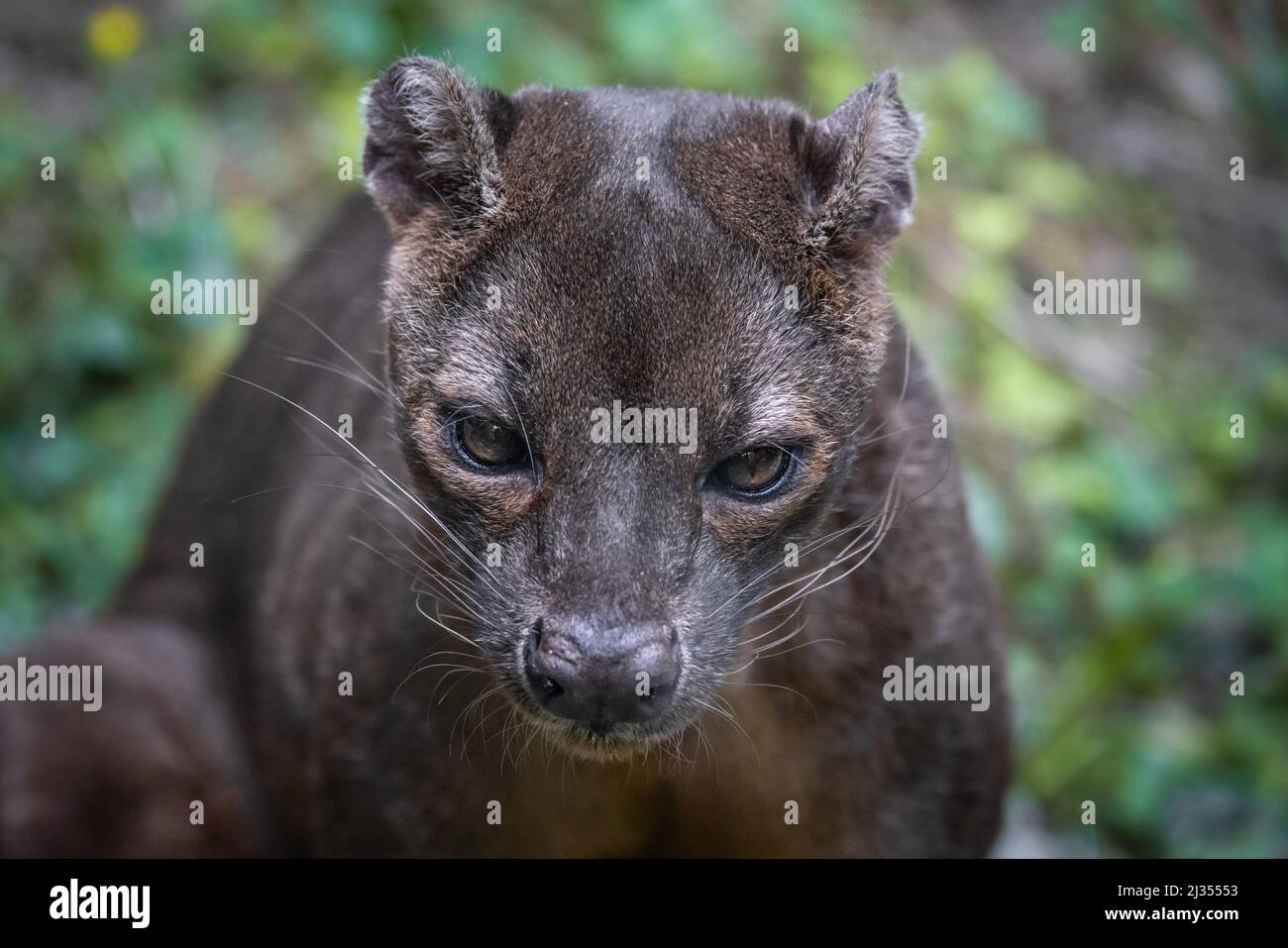 Close up portrait of the head of a fossa Stock Photo