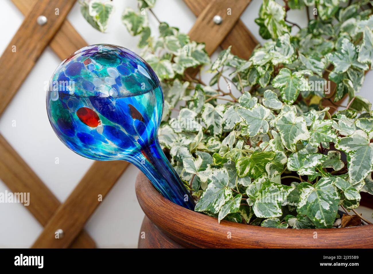 English ivy with watering globe, a device for watering house plants during vacations. Stock Photo