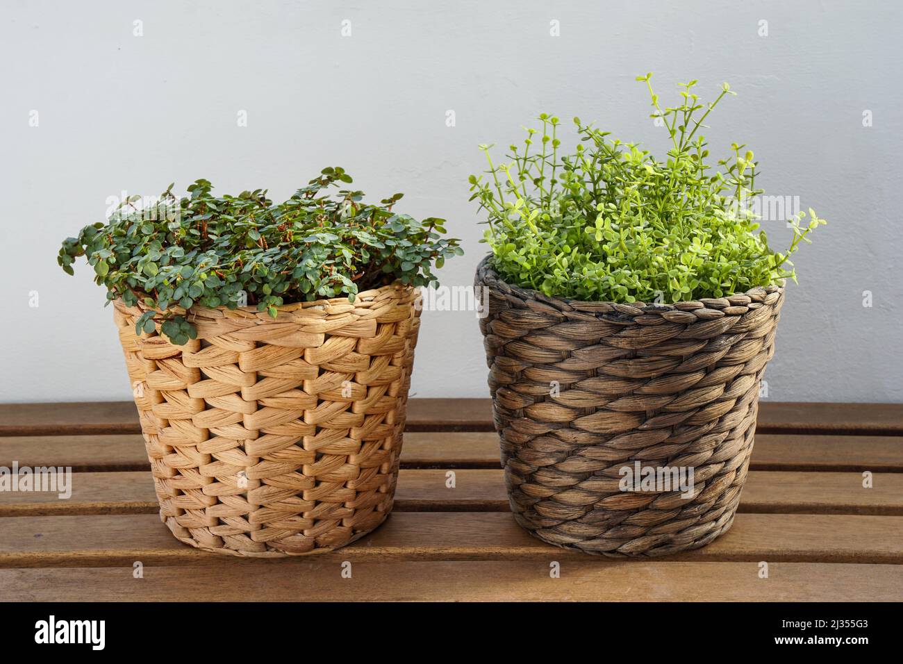 Artificial plastic fake plant next to real house plant Stock Photo Alamy
