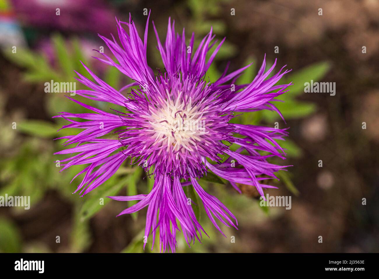 La Dune Rose Hi Res Stock Photography And Images Alamy