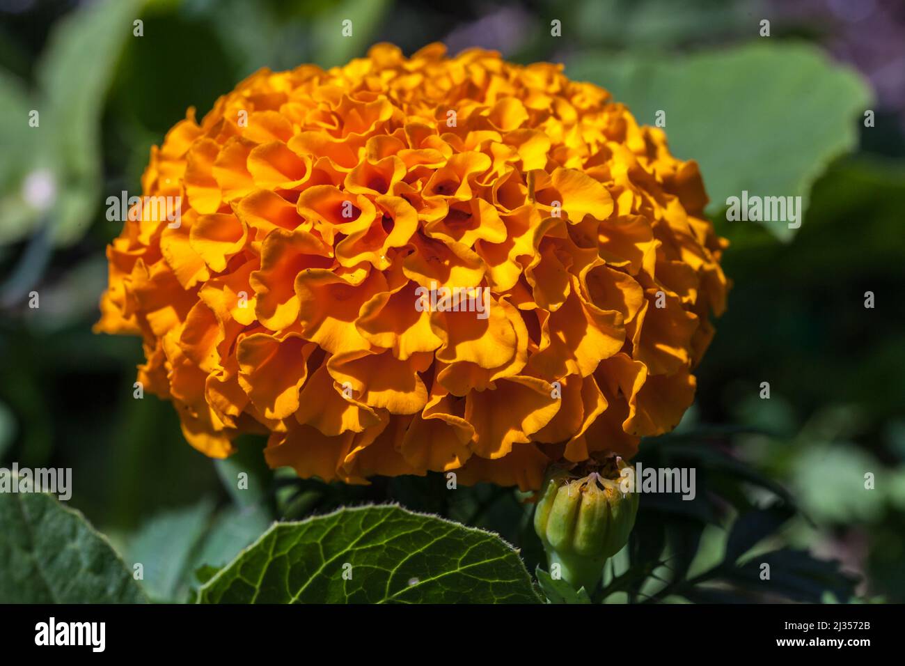 Vue macroscopique d'une rose d'inde Stock Photo