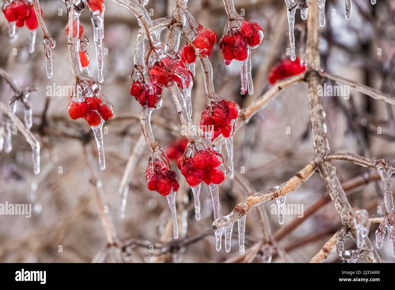 American Highbush Cranberry, Viburnum trilobum, after a freezing rain in Michigan, USA Stock Photo