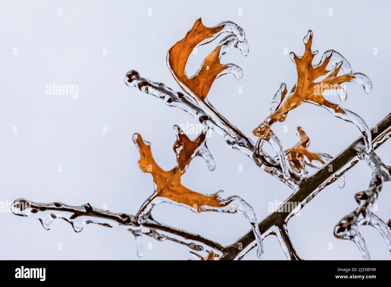 Black Oak, Quercus velutina, leaves dripping icicles after a freezing rain in Michigan, USA Stock Photo