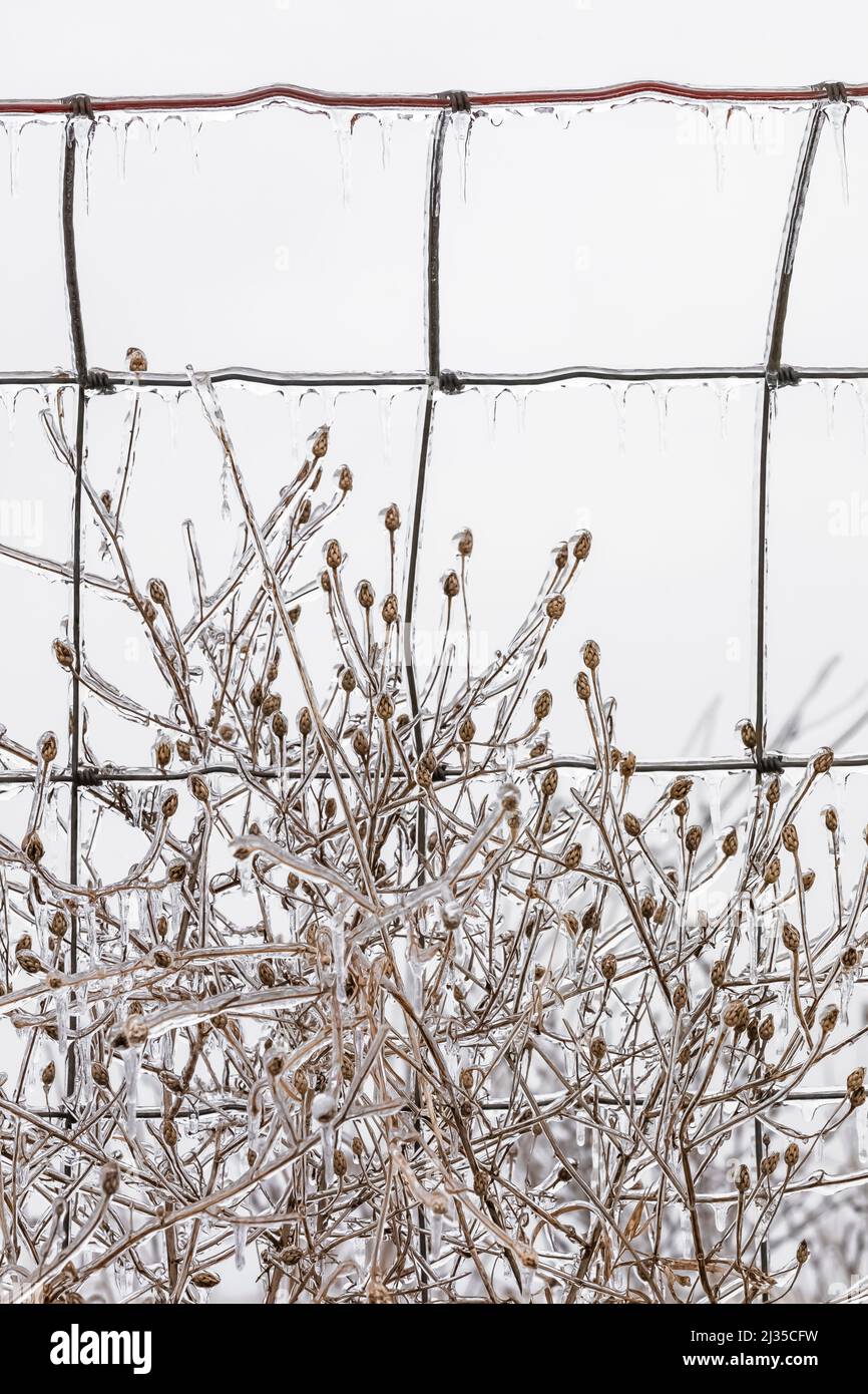 Roadside plant and barbed wire dripping icicles after a freezing rain in Michigan, USA Stock Photo