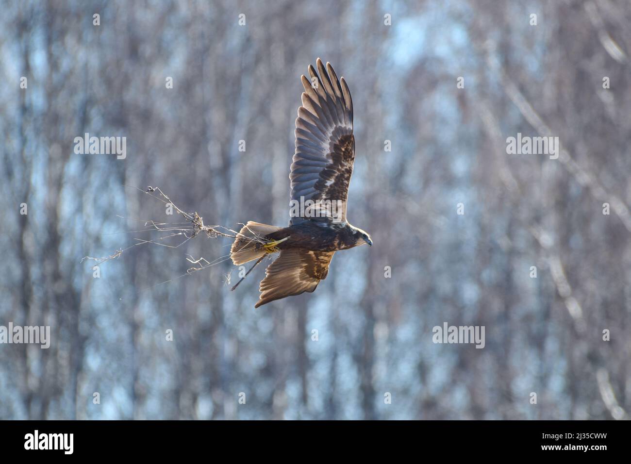 Female western marsh harrier flying in the birch tree forest and carrying nest material on spring morning in Western Finland. Stock Photo