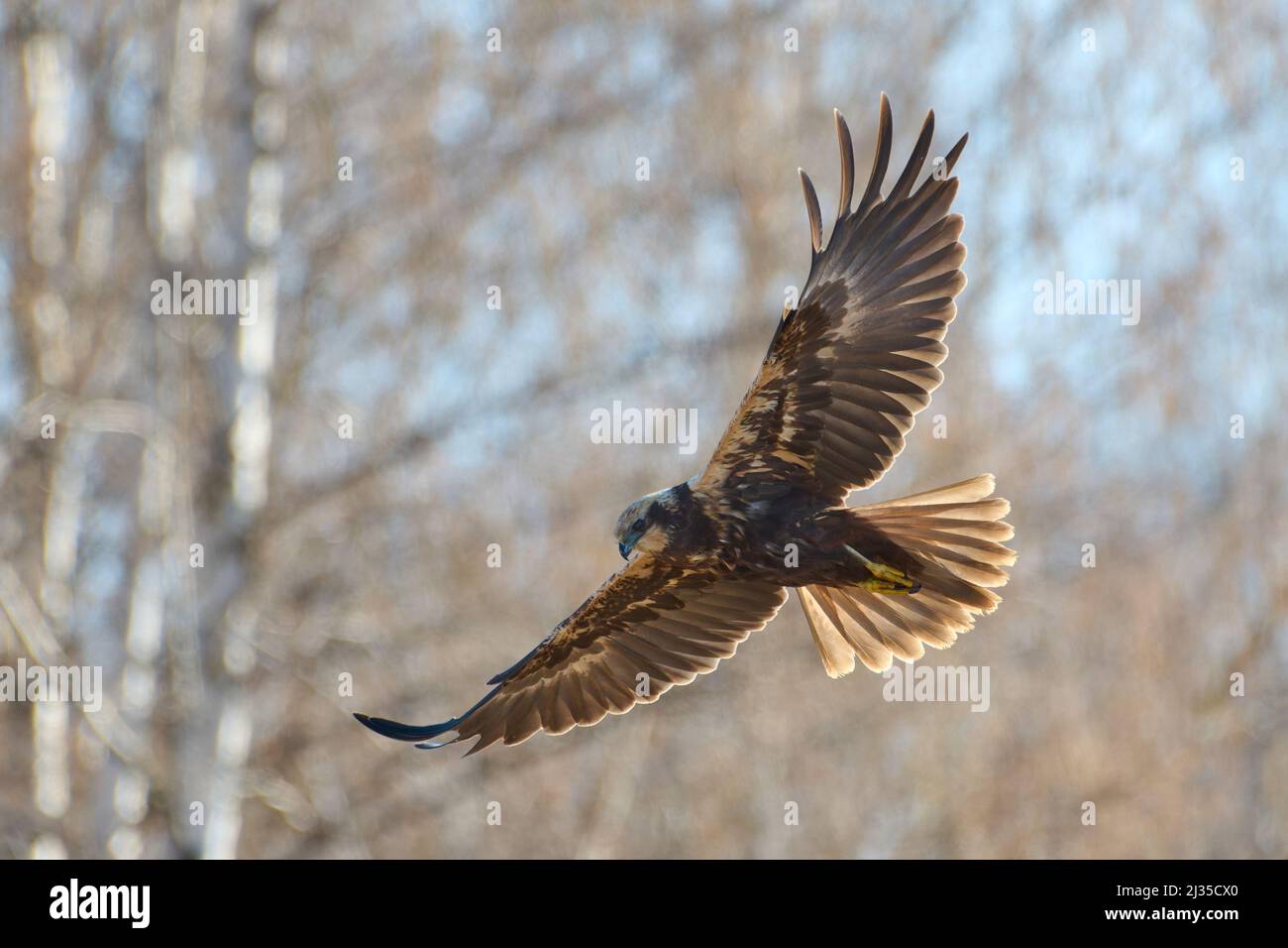 The western marsh harrier flying in the birch tree forest on spring morning in Western Finland. Stock Photo