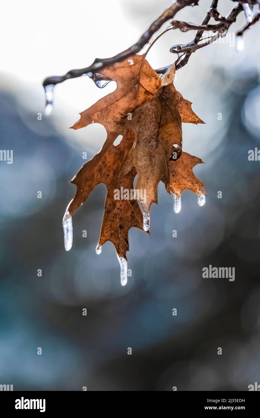 Black Oak, Quercus velutina, leaves dripping icicles after a freezing rain in Michigan, USA Stock Photo
