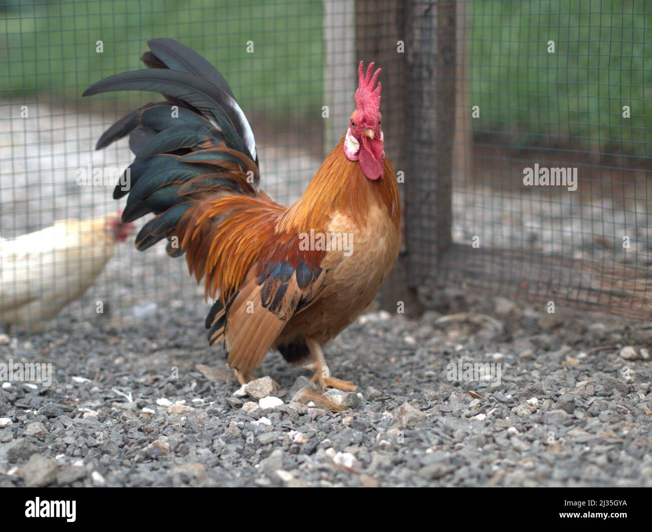 Bantam Rooster Chicken Beautiful Close Up with Natural Farm Background Stock Photo