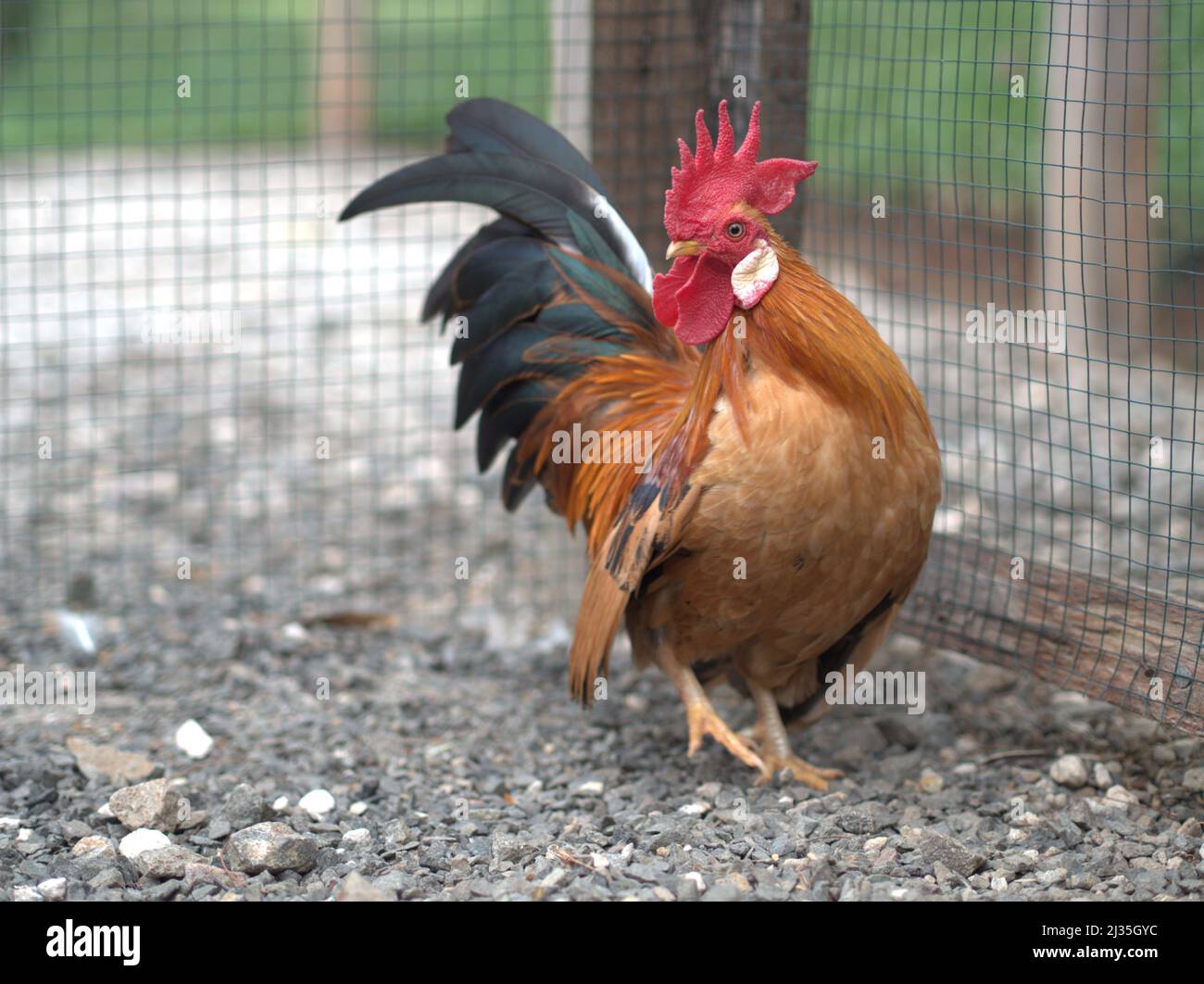 Bantam Rooster Chicken Beautiful Close Up with Natural Farm Background Stock Photo