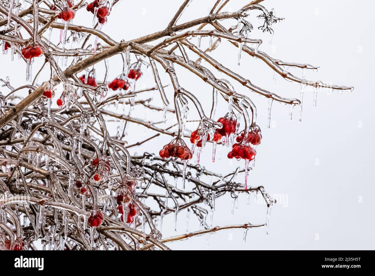 American Highbush Cranberry, Viburnum trilobum, after a freezing rain in Michigan, USA Stock Photo