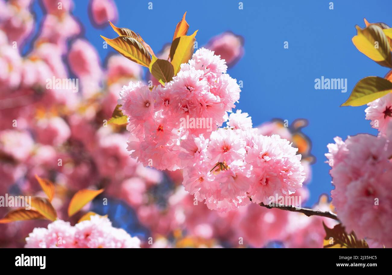 Copenhagen Sakura Festival. Cherry blossom. Sacura cherrytree. Spring flowers background