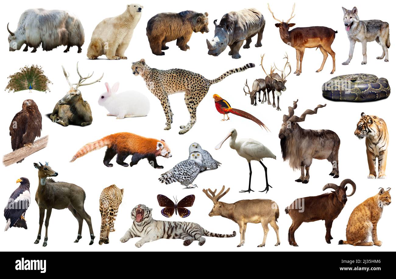 asia animals isolated Stock Photo Alamy