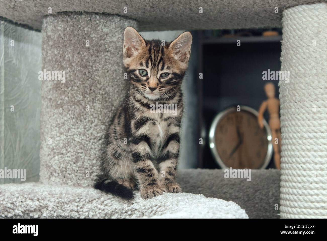 Young cute bengal cat sitting on a soft cat's shelf of a cat's house