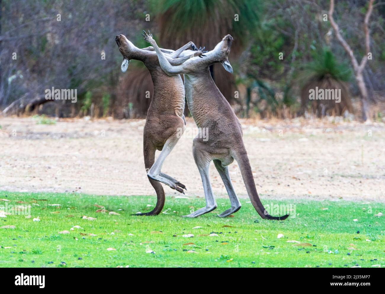 Two large males Western Grey Kangaroos (Macropus fuliginosus) boxing