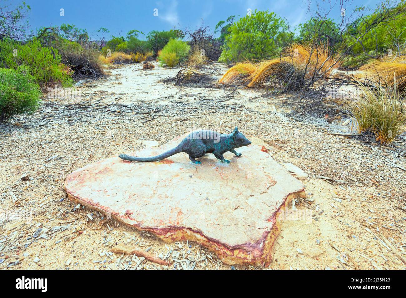 Dasyurus geoffroii hires stock photography and images Alamy