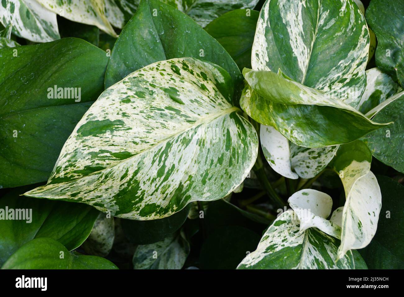 The white and green variegated leaves of Marble Queen Pothos Stock Photo