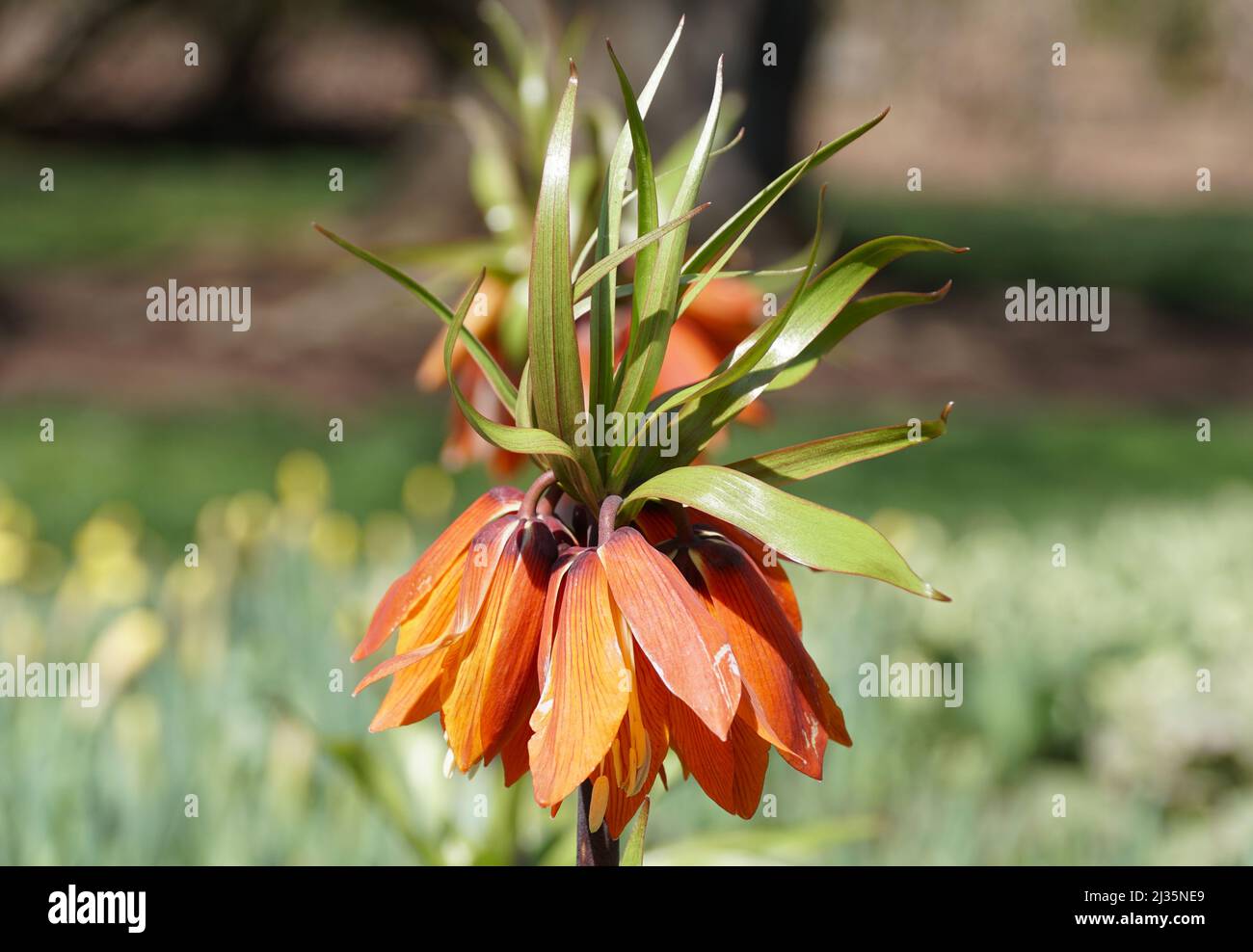 Orange color of Crown Imperial flowers, also known as Fritillaria Imperialis, blooming in early Spring Stock Photo