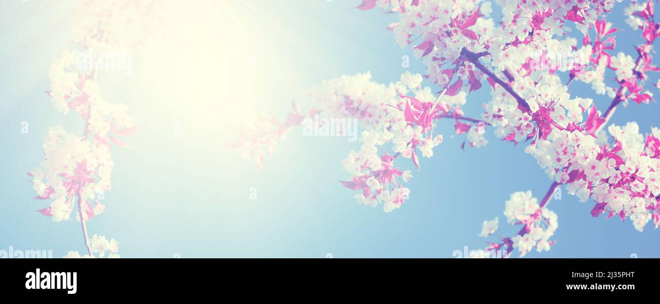 Spring Banner Background: Mùa xuân luôn đem lại cho chúng ta cảm giác mới mẻ và tươi sáng. Hãy cùng nhau vui đón mùa xuân với Spring Banner Background, nơi sắc màu, hoa lá đua nhau tạo nên những họa tiết tuyệt đẹp. Hãy cho điểm nhấn vào ngày mới với một chút sự đổi mới, vẽ lên hình ảnh của cuộc sống trong mùa xuân này.