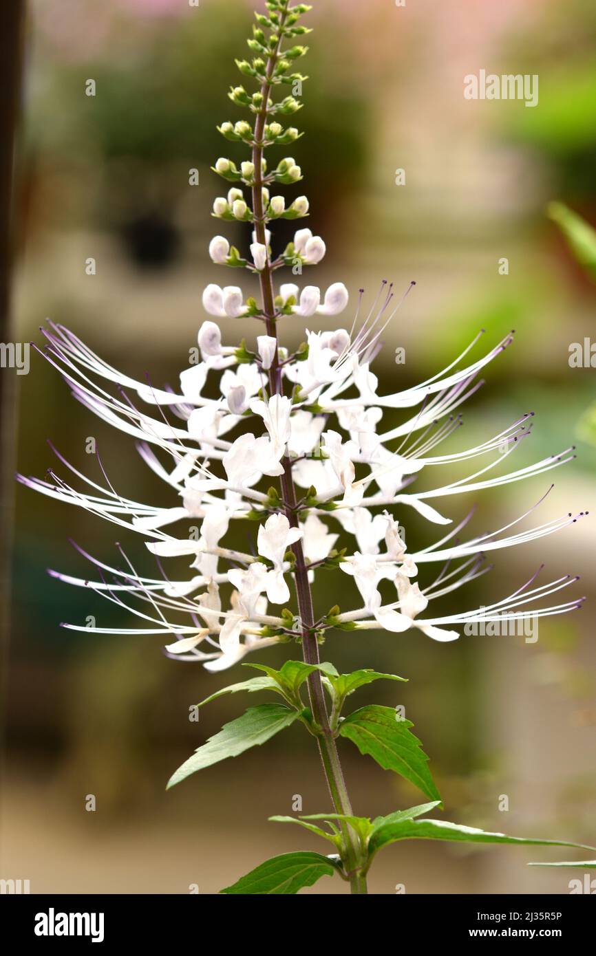 Cat Whiskers Plant (Orthosiphon aristatus) flower bloom Stock Photo Alamy