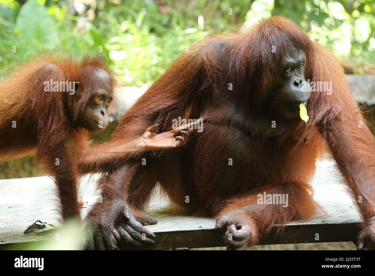 ORANG DEFINITION MEANING visual data 4