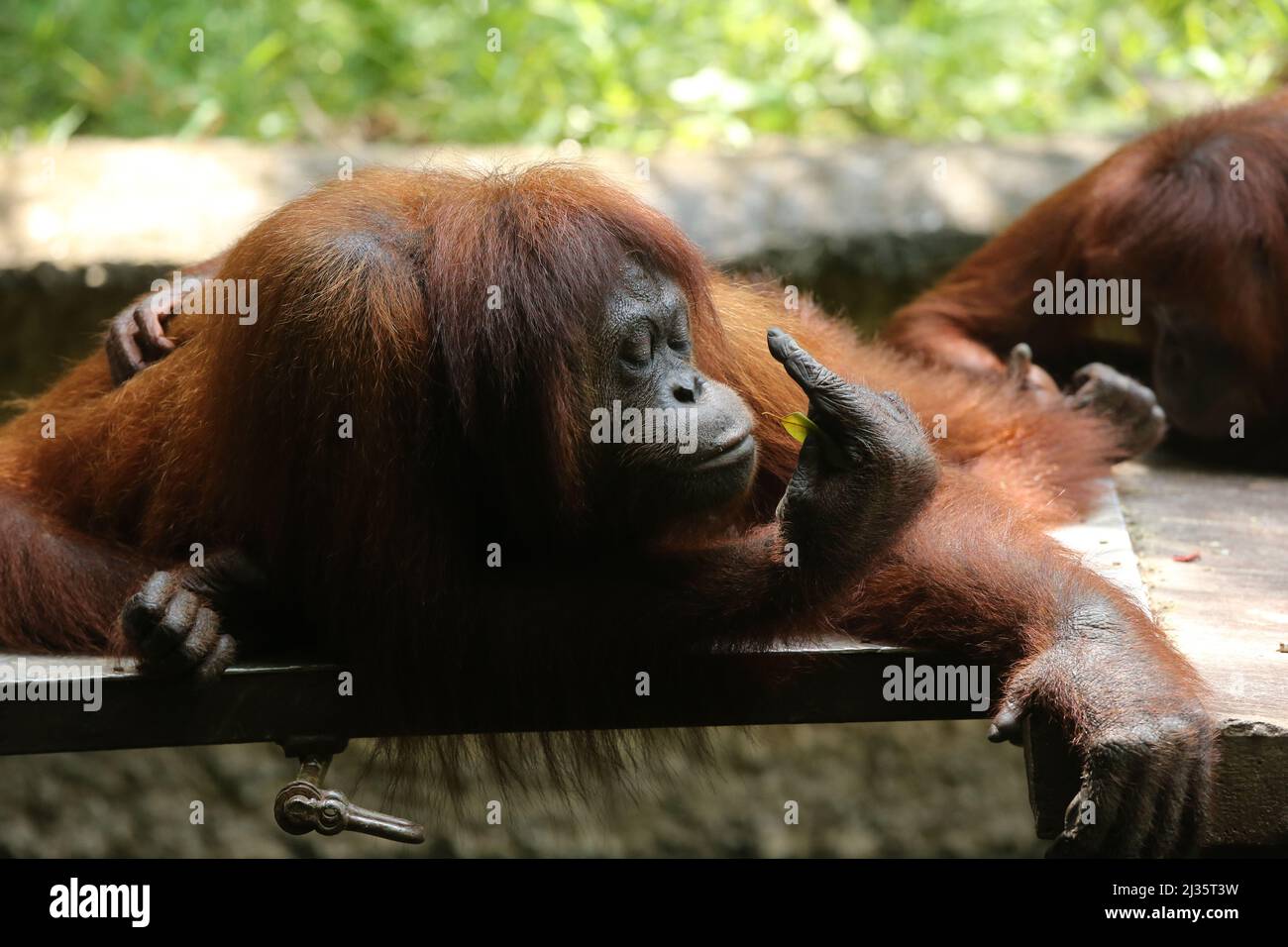 Orang utan of Sabah, Malaysia Borneo.The word orangutan comes from the Malay words “Orang” (meaning: person) and “Hutan” (meaning: of the forest). Stock Photo