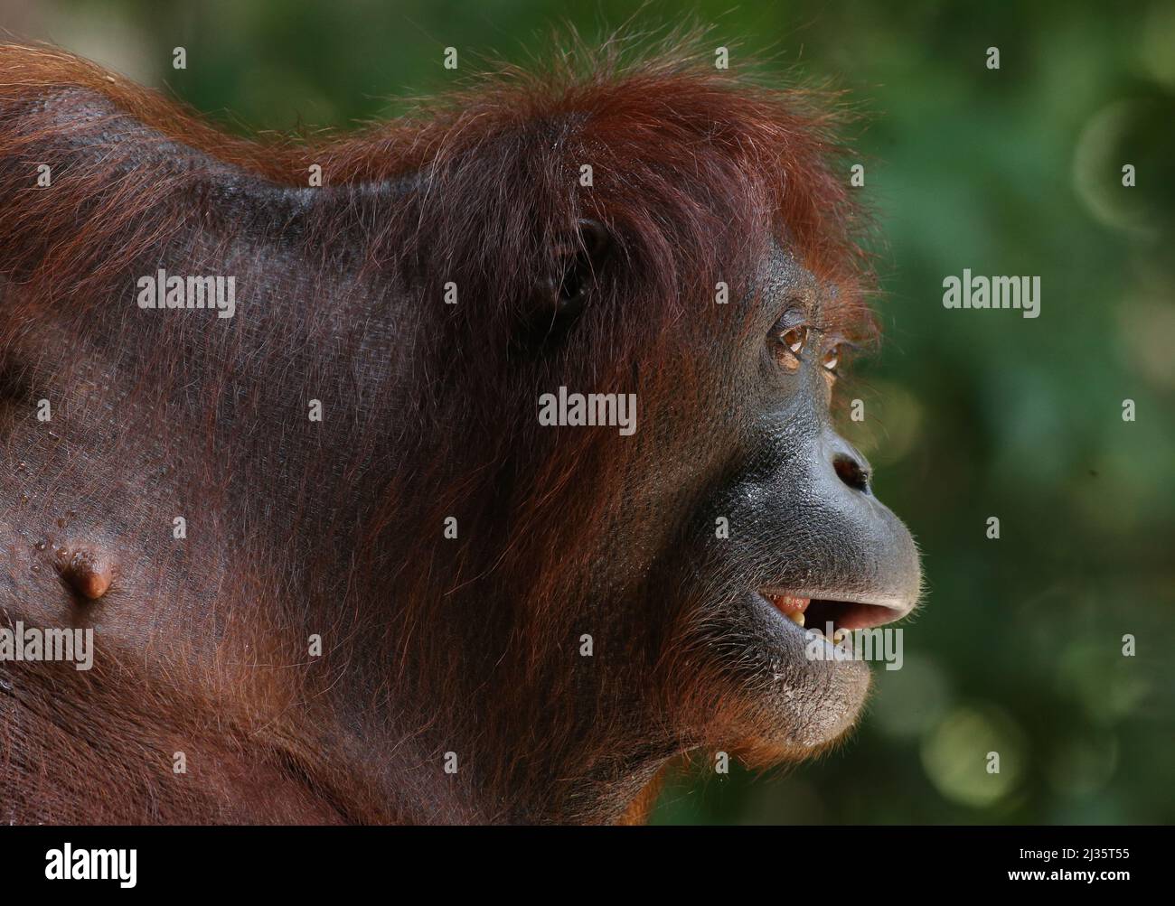 Orang utan of Sabah, Malaysia Borneo.The word orangutan comes from the Malay words “Orang” (meaning: person) and “Hutan” (meaning: of the forest). Stock Photo