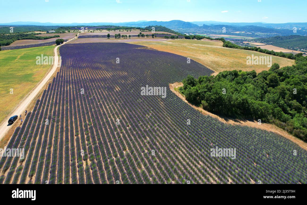 Aerial view of the lavender fields on the Plateau de Valensole in the Alpes-de-Haute-Provence in the South of France Stock Photo