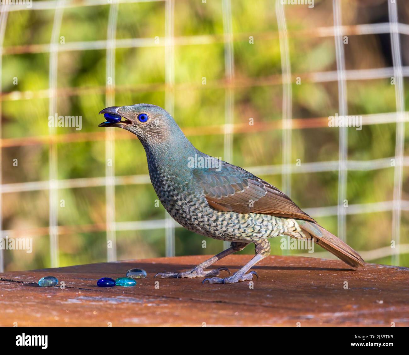 younger-male-or-female-satin-bowerbird-ptilonorhynchus-violaceus