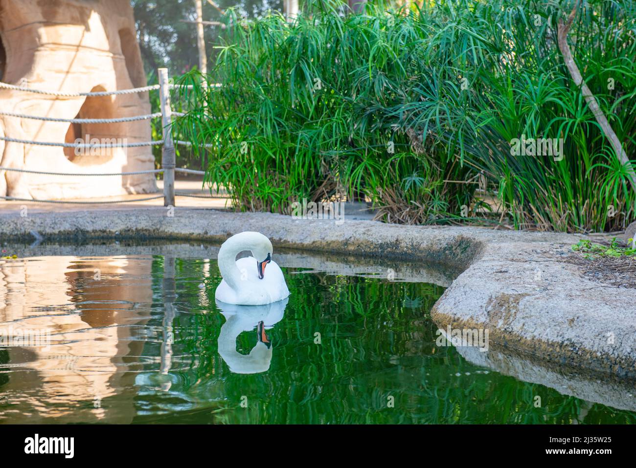 beautiful swan swims on the pond in the zoo Stock Photo - Alamy