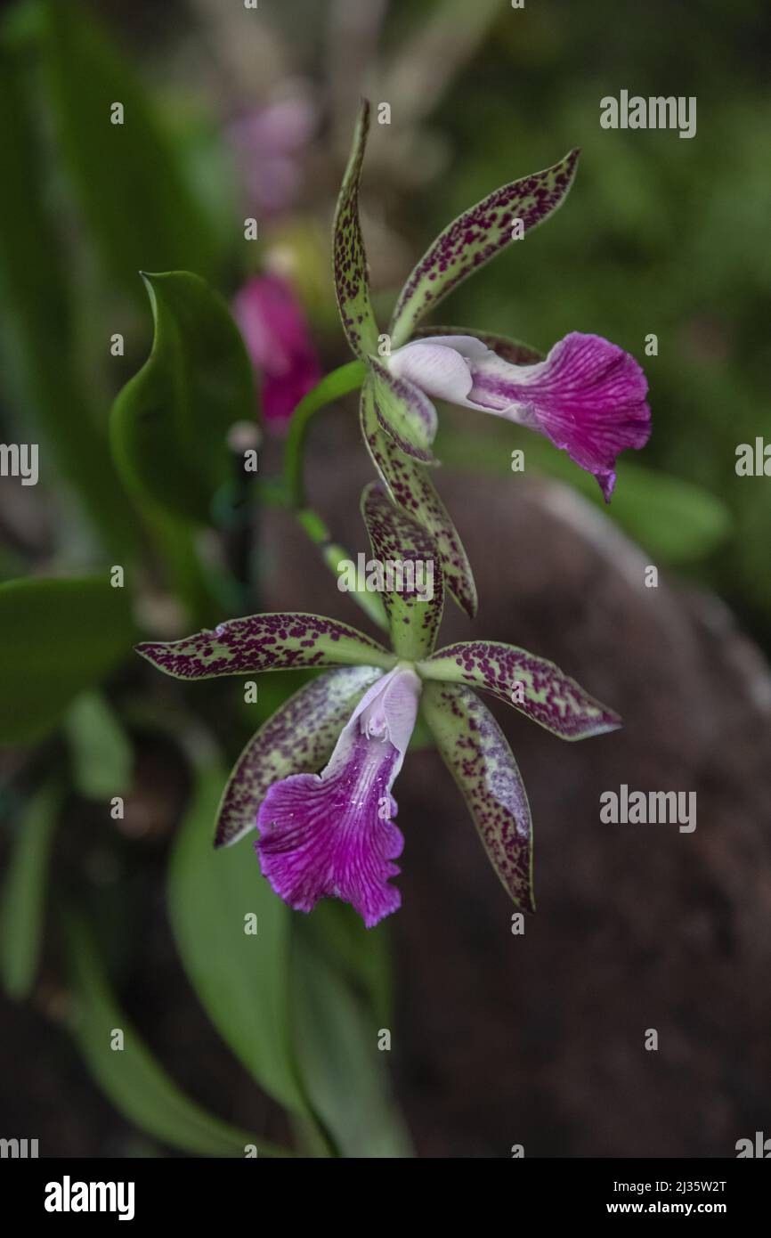 A shallow focus shot of cattleya orchids blooming in the garden during daytime with blurred background Stock Photo